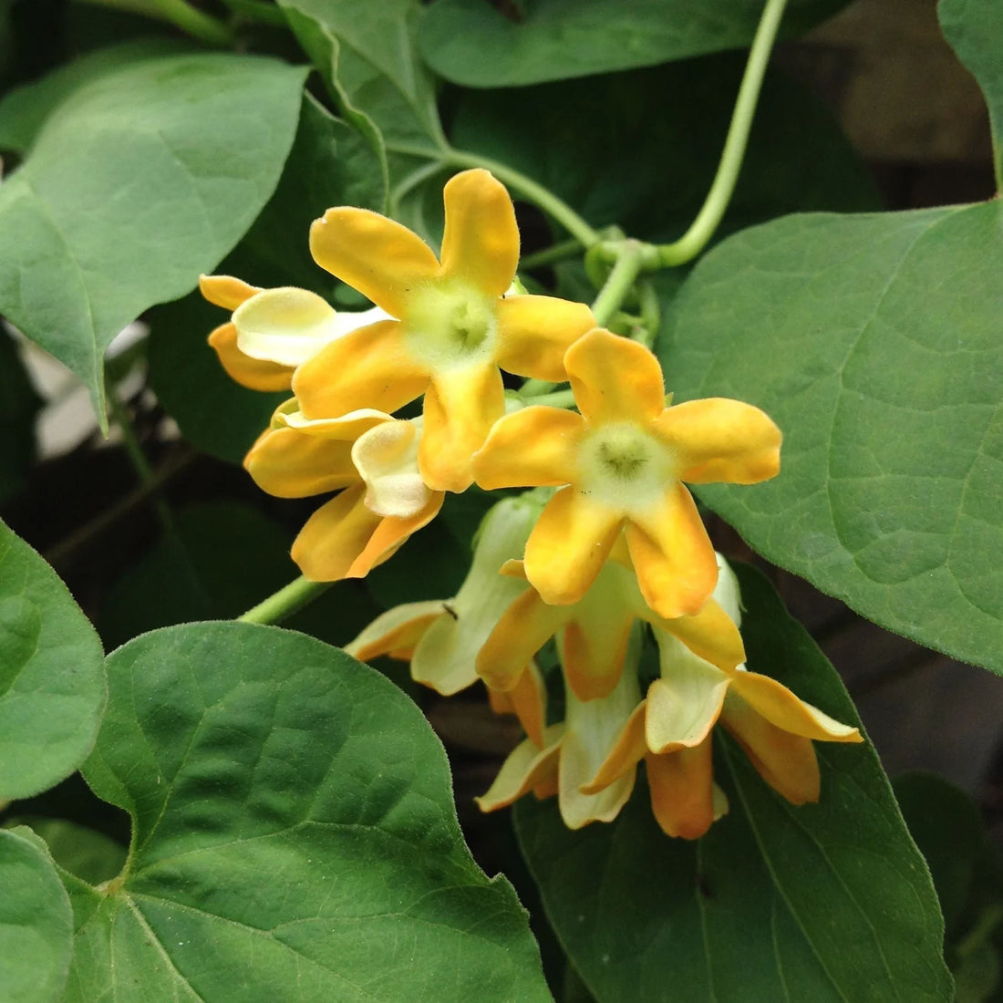 Telosma Cordata flower seeds