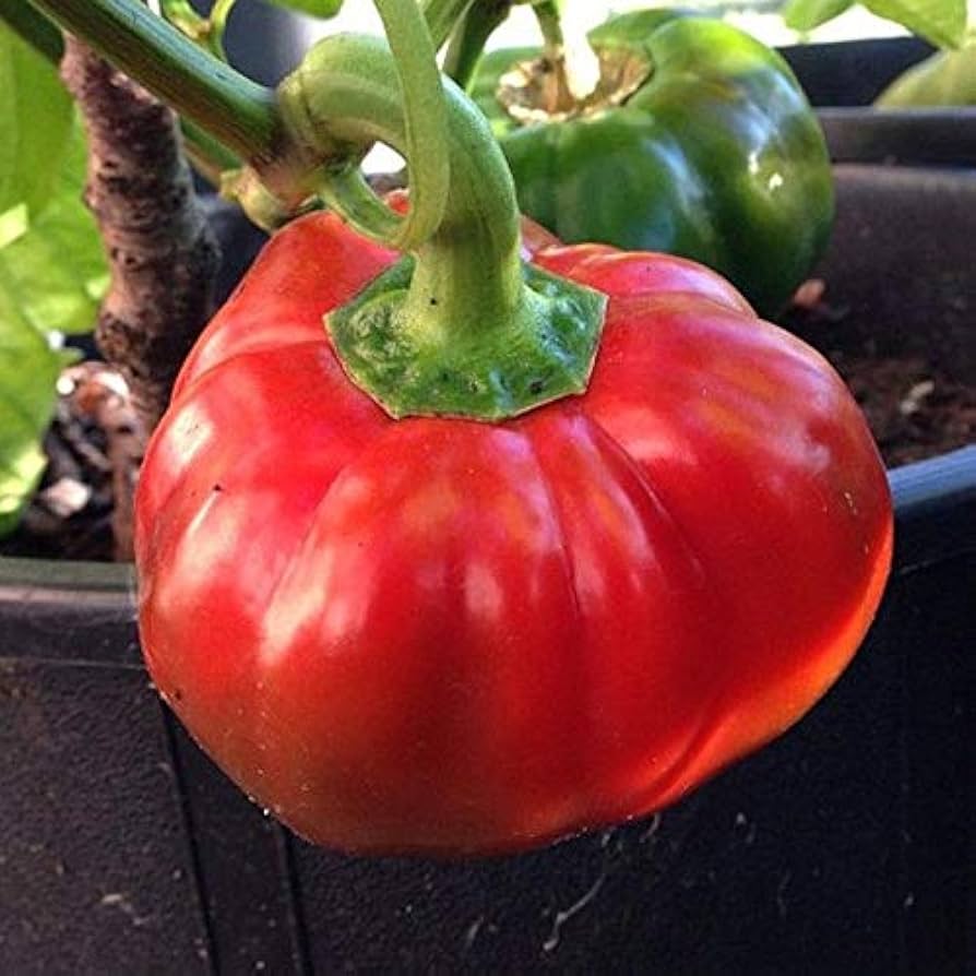 Super Reale F1 Cucumber Seeds