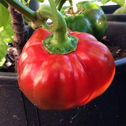 Super Reale F1 Cucumber Seeds