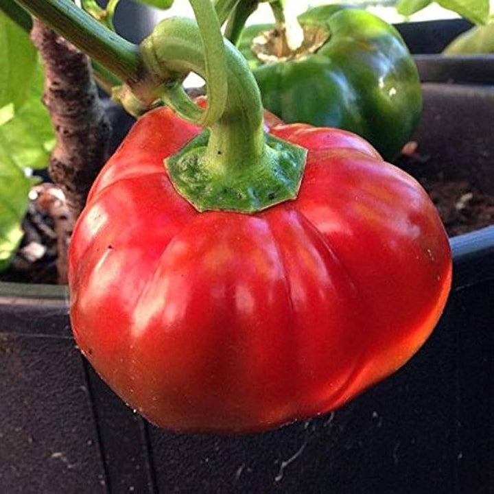 Super Reale F1 Cucumber Seeds