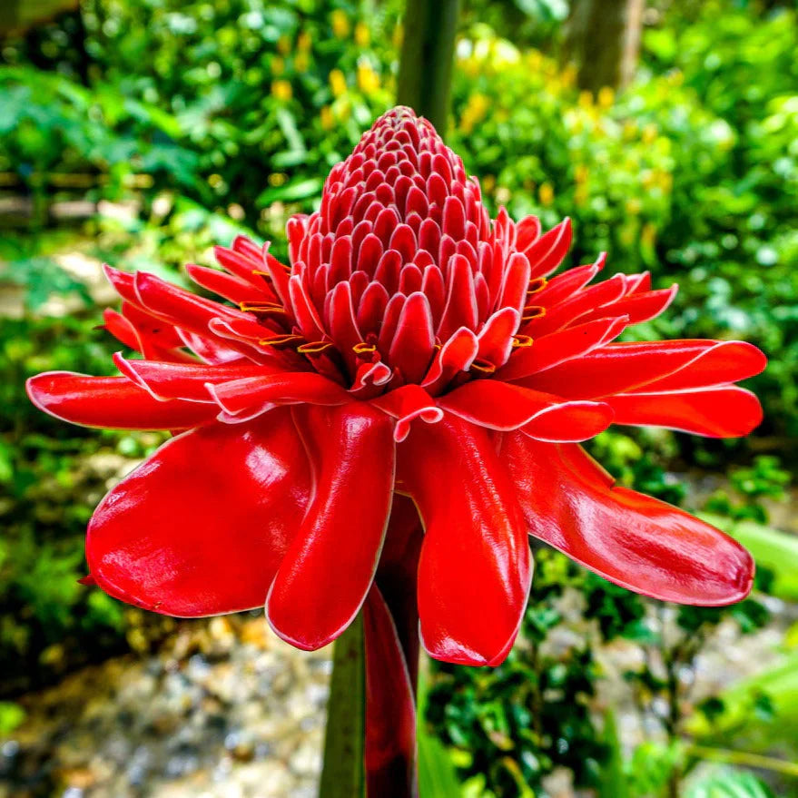 Torch Ginger flower seeds