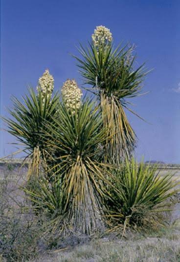 Torrey's Yucca Desert Plant