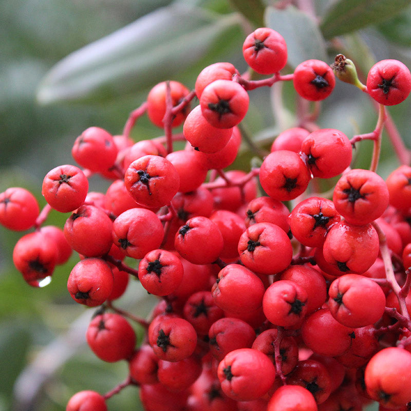 Toyon fruit seeds and California native evergreen shrub with glossy green leaves, white flowers, and bright red winter berries.