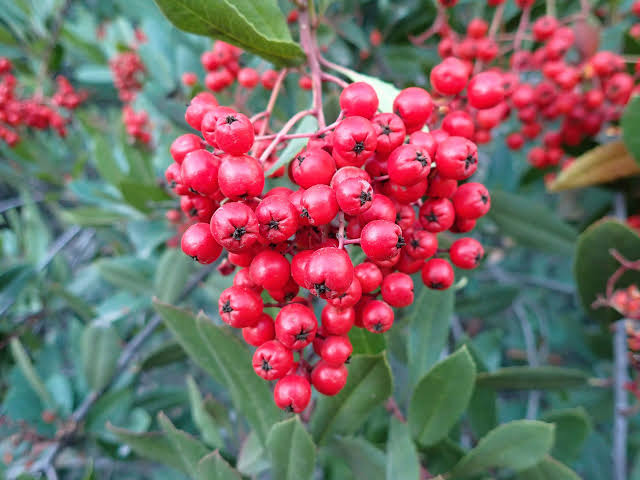 Toyon fruit seeds and California native evergreen shrub with glossy green leaves, white flowers, and bright red winter berries.