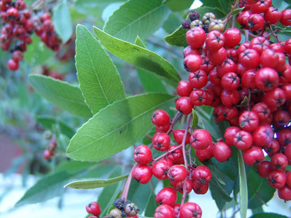 Toyon fruit seeds and California native evergreen shrub with glossy green leaves, white flowers, and bright red winter berries.
