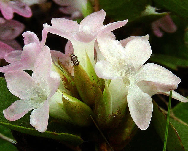 Trailing Arbutus flower seeds