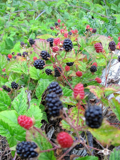Trailing Blackberry Fruit Seeds for Planting – Heirloom Non-GMO Garden Seeds