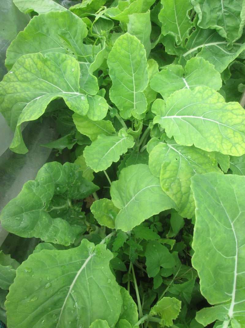 Tall Walking Stick Kale Growing in Garden