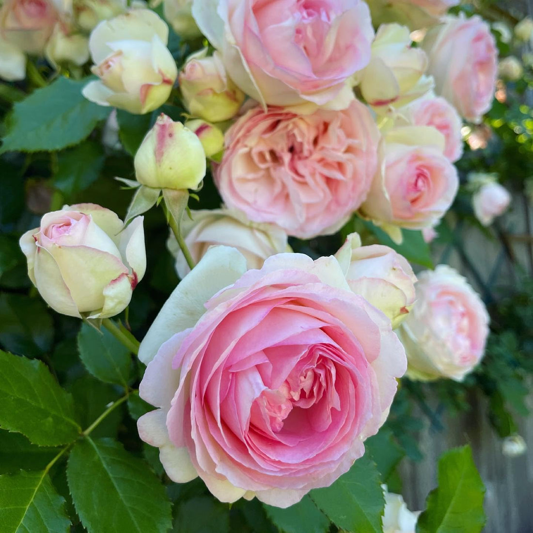 Pink White flower seeds