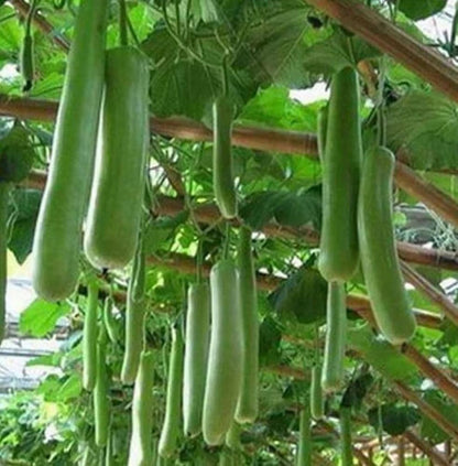 Bottle Gourd Vegetable Seeds for Planting – Heirloom Non-GMO Garden Seeds