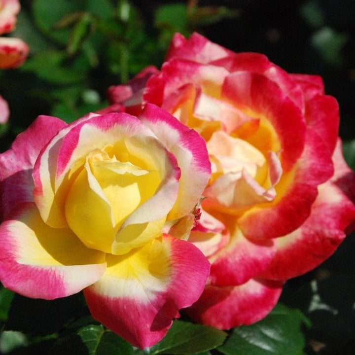 Tricolour Rose flower seeds