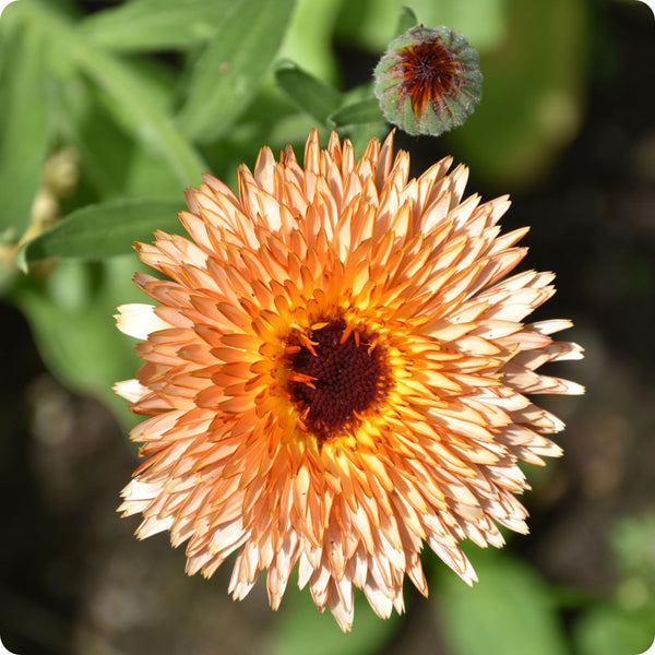 Triangle Flashback Calendula Flower Seeds for Planting – Heirloom Non-GMO Garden Seeds