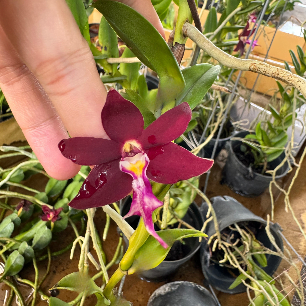 Trichoglottis Orchid flower seeds