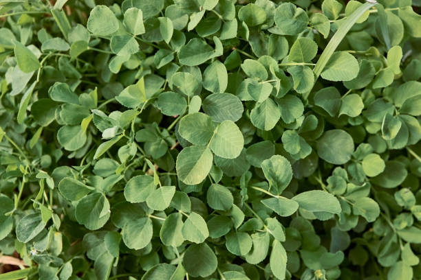 Berseem clover seeds for planting with green foliage and white flower clusters