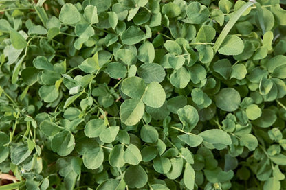 Berseem clover seeds for planting with green foliage and white flower clusters
