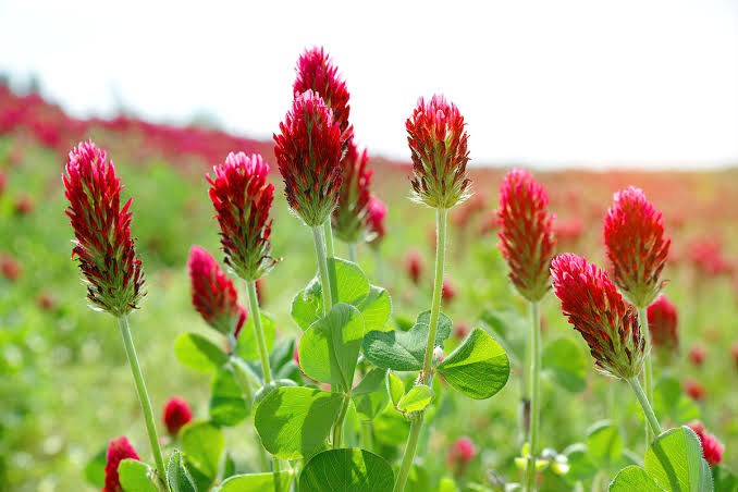 Red Clover Flower Seeds with pinkish-red flower heads and green trifoliate leaves