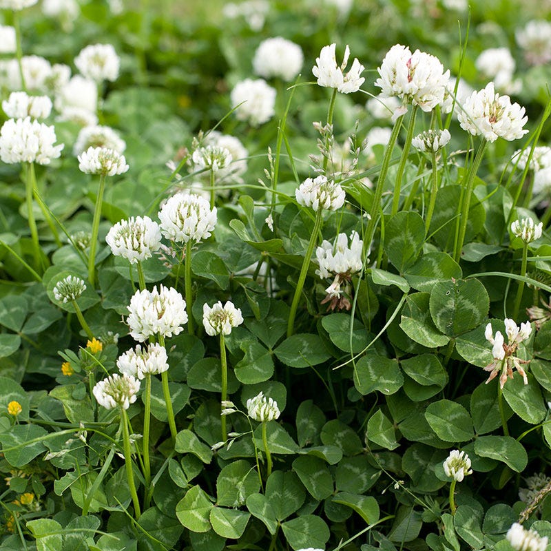 White Trifolium Repens Clover Seeds for Planting with Green Clover Foliage and White Flowers