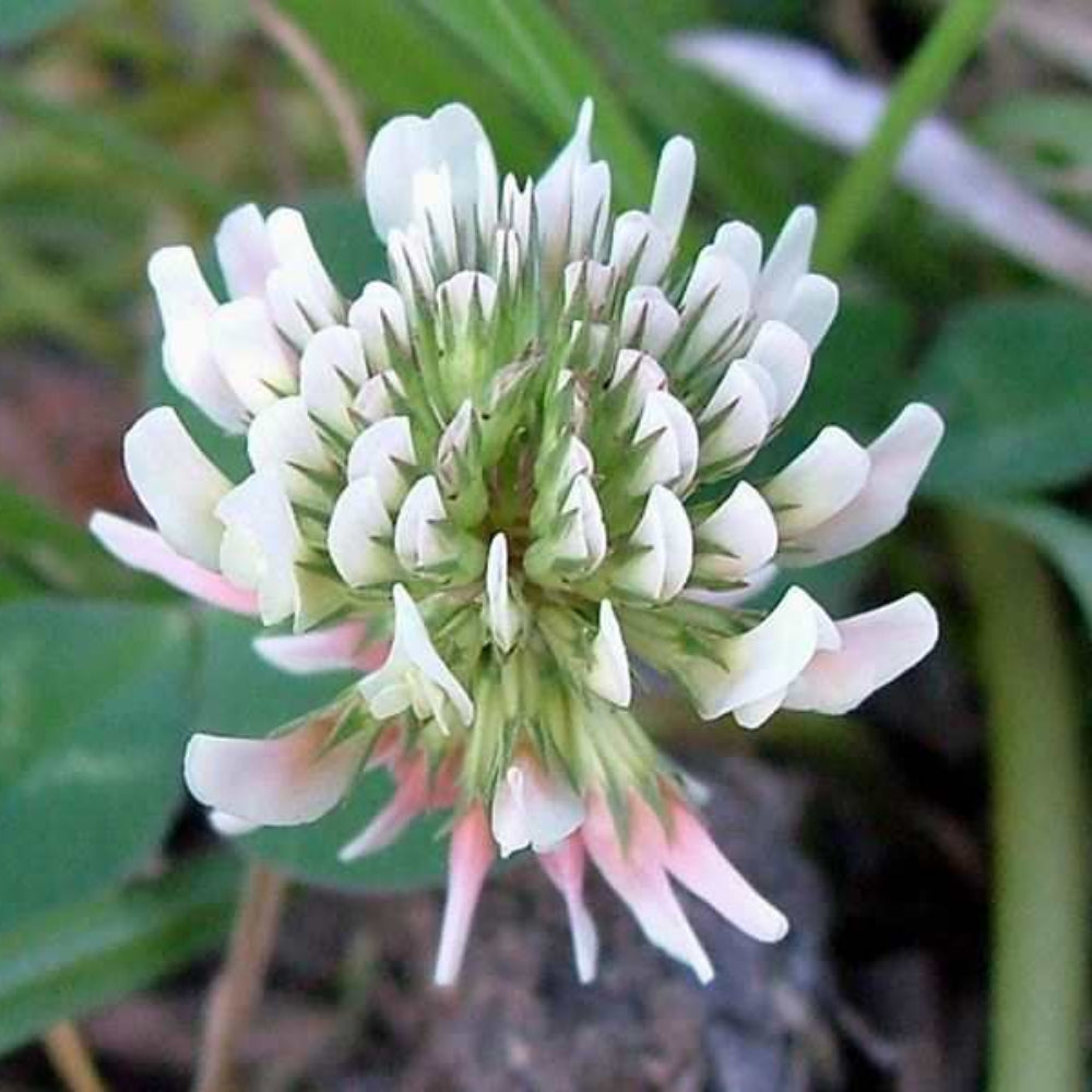 White Trifolium flower seeds