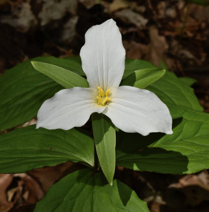 Large white trillium flower with three white petals and broad green leaves growing in a shaded woodland garden.