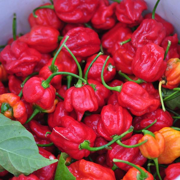 Trinidad Scorpion Pepper Seeds for Planting – Heirloom Hot Pepper Seeds