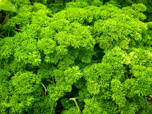 Triple Curled Parsley Herb Seeds for Planting – Heirloom Non-GMO Garden Seeds