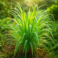 Fresh green wheatgrass growing densely in a shallow indoor garden tray