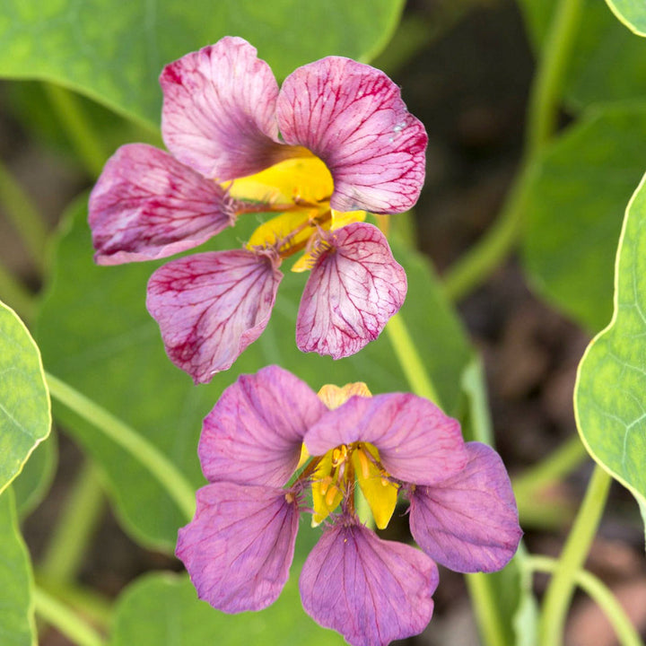 Pink Tropaeolum flower seeds
