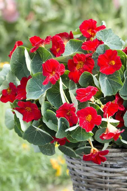 Dark Red Tropaeolum Nasturtium flowers blooming among rounded green leaves in a garden
