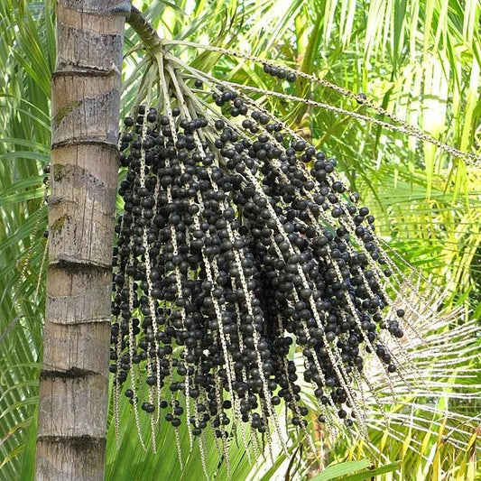 Acai Fruit Seeds for Planting – Heirloom Non-GMO Garden Seeds