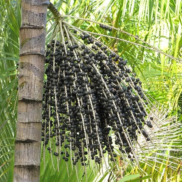Acai Fruit Seeds for Planting – Heirloom Non-GMO Garden Seeds