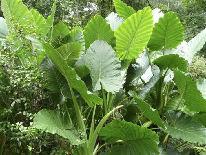 Alocasia Macrorrhiza plant with large green elephant ear leaves grown from seeds