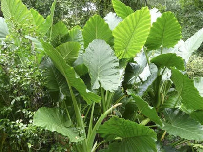Alocasia Macrorrhiza plant with large green elephant ear leaves grown from seeds