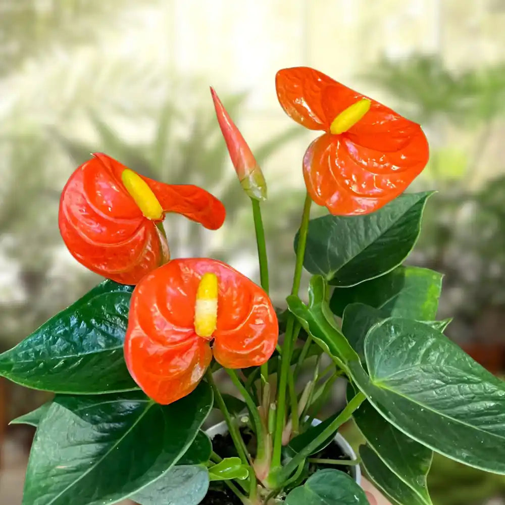 Anthurium flower seeds