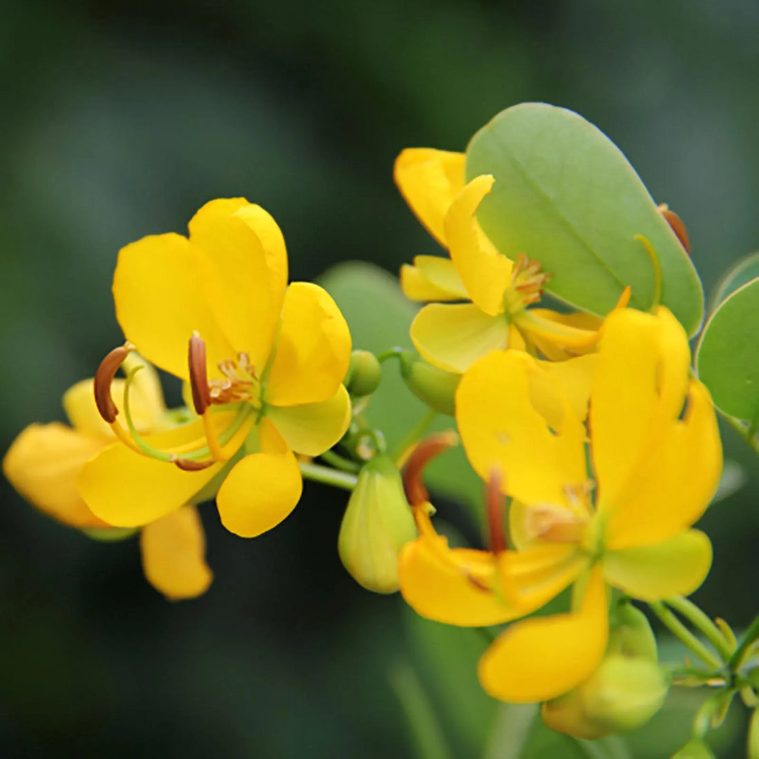 Yellow Didymobotrya flower seeds