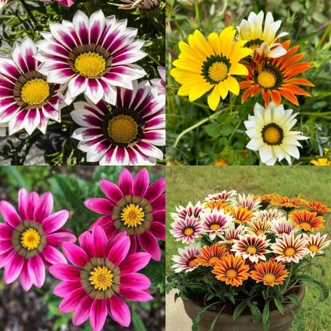 Genipap Littleleaf Flower Seeds for Planting – Tropical Genipap Tree