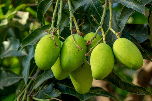 Raw mango seeds for planting and growing tropical mango trees