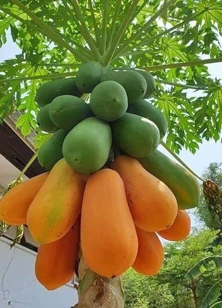 Papaya Fruit Seeds for Planting – Heirloom Non-GMO Garden Seeds