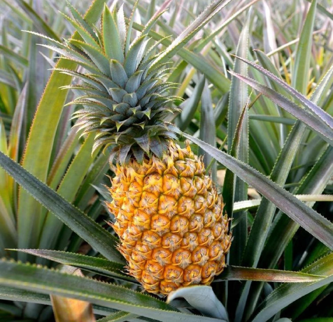 pineapple fruit seeds