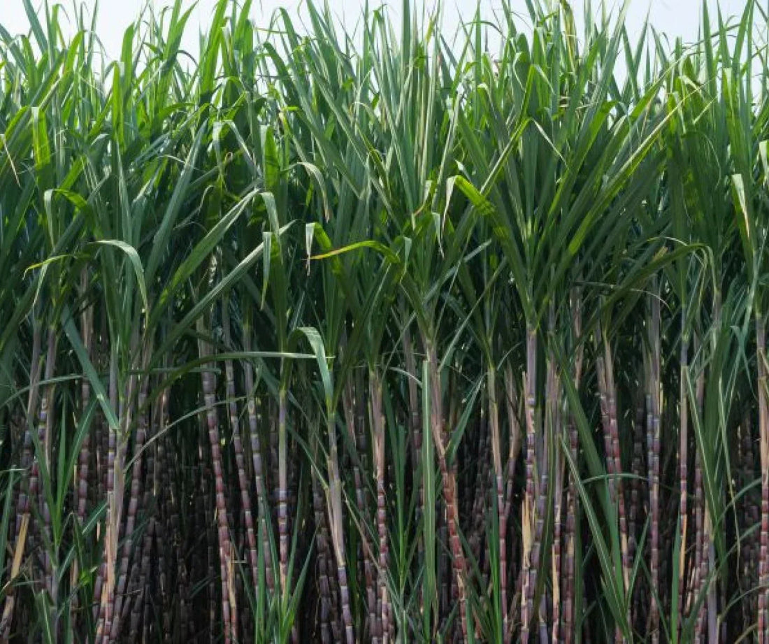 sugarcane seeds