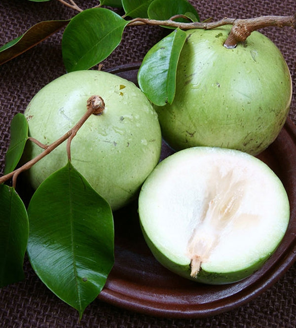 Vietnam Milk Melon Fruit Seeds for Planting – Heirloom Non-GMO Garden Seeds