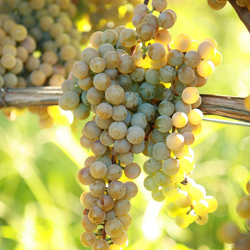 white muscat grape seeds