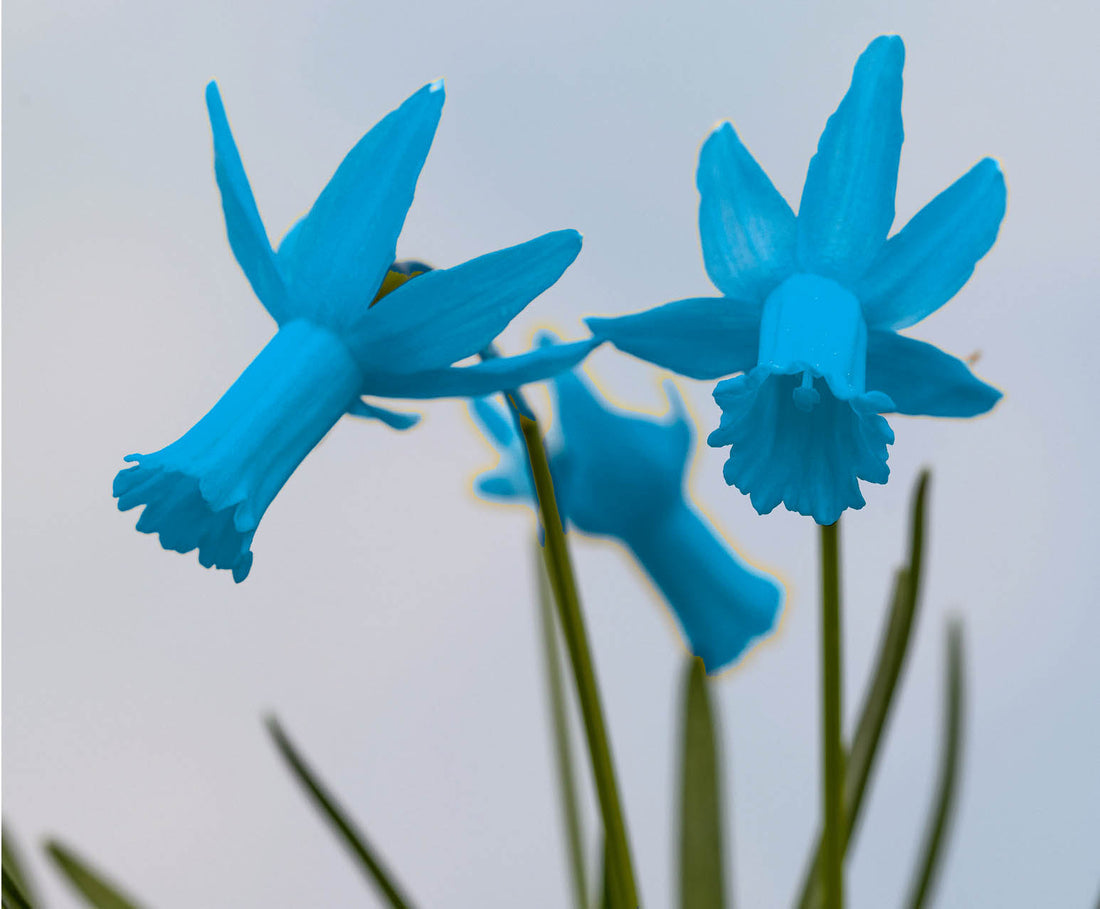Sky Blue flower seeds
