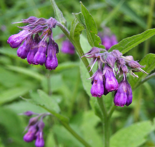 Graines de consoude officinale à planter – Semences potagères anciennes non OGM