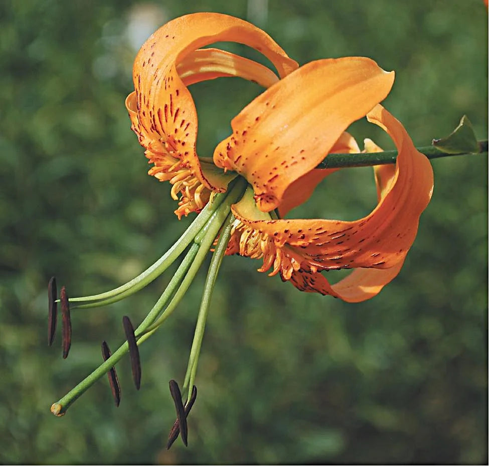 Henry flower seeds
