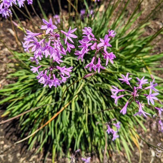 Tulbaghia Violacea flower seeds