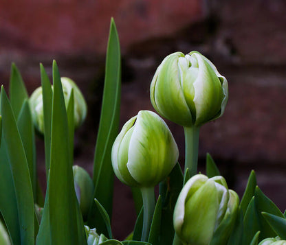 Green and White Tulip Flower Seeds for Planting – Heirloom Non-GMO Garden Seeds