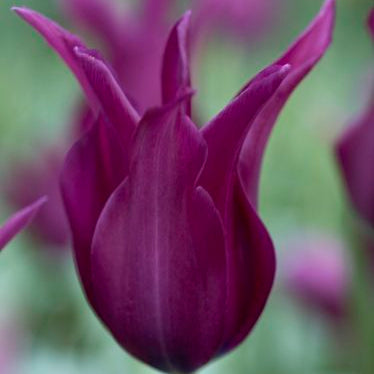 Burgundy Tulip plant