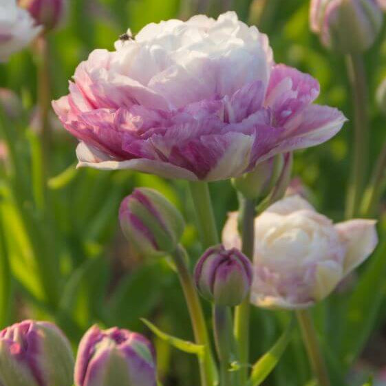 and White Tulip plant