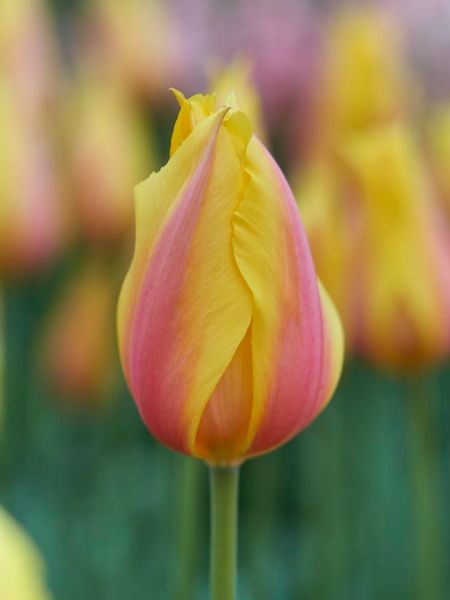Yellow and pink tulip flowers growing in a sunny garden