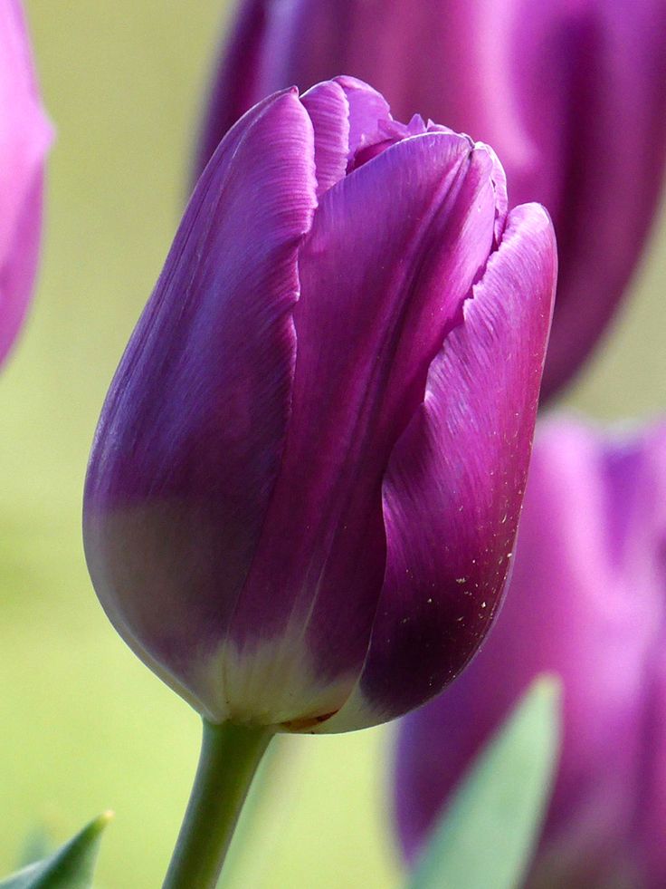 Tulip flower seeds